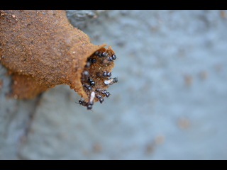 A nest entrance of a robber bee colony (Lestrimelitta limao)